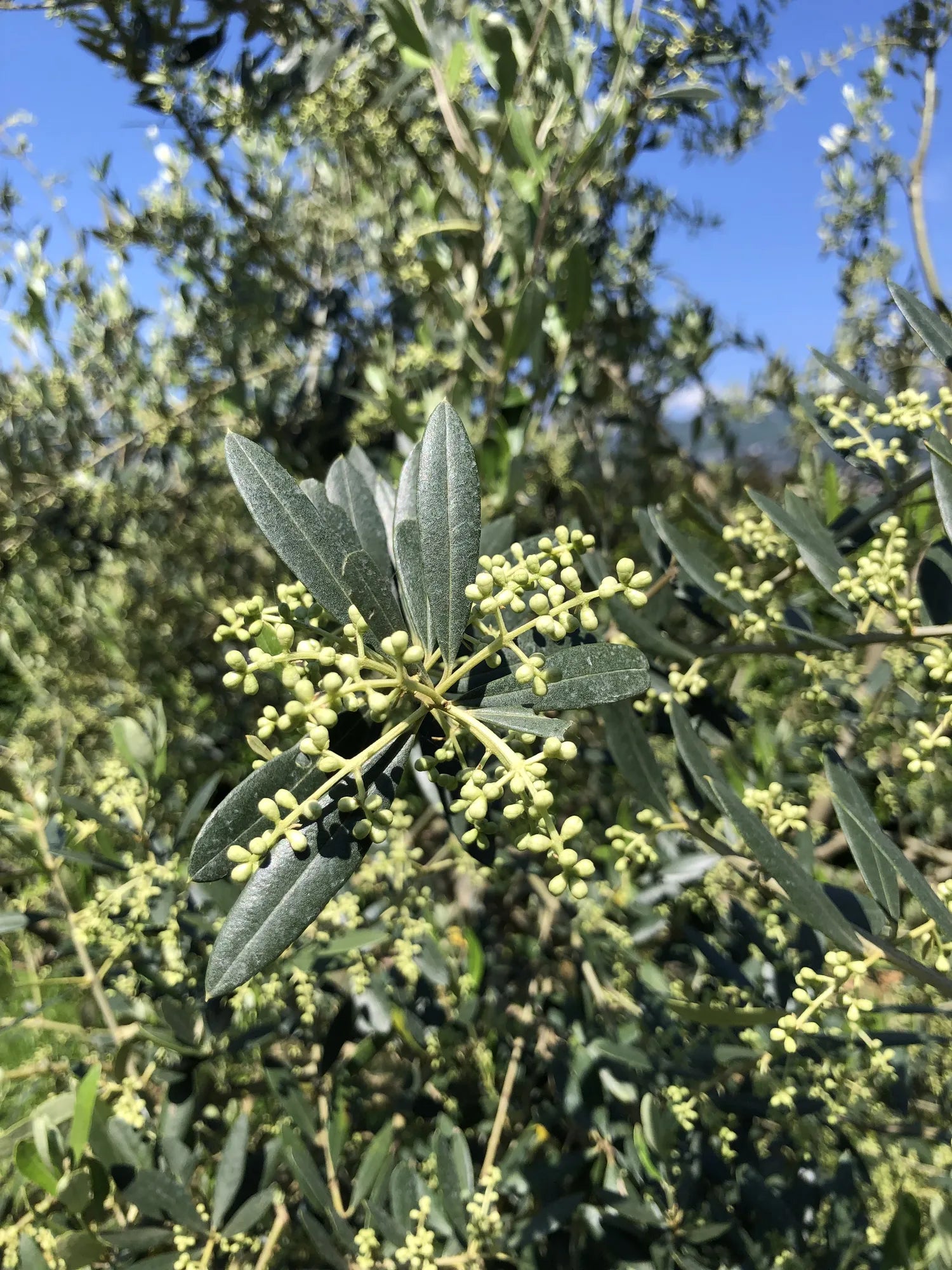 Fioritura olivi Extraemo