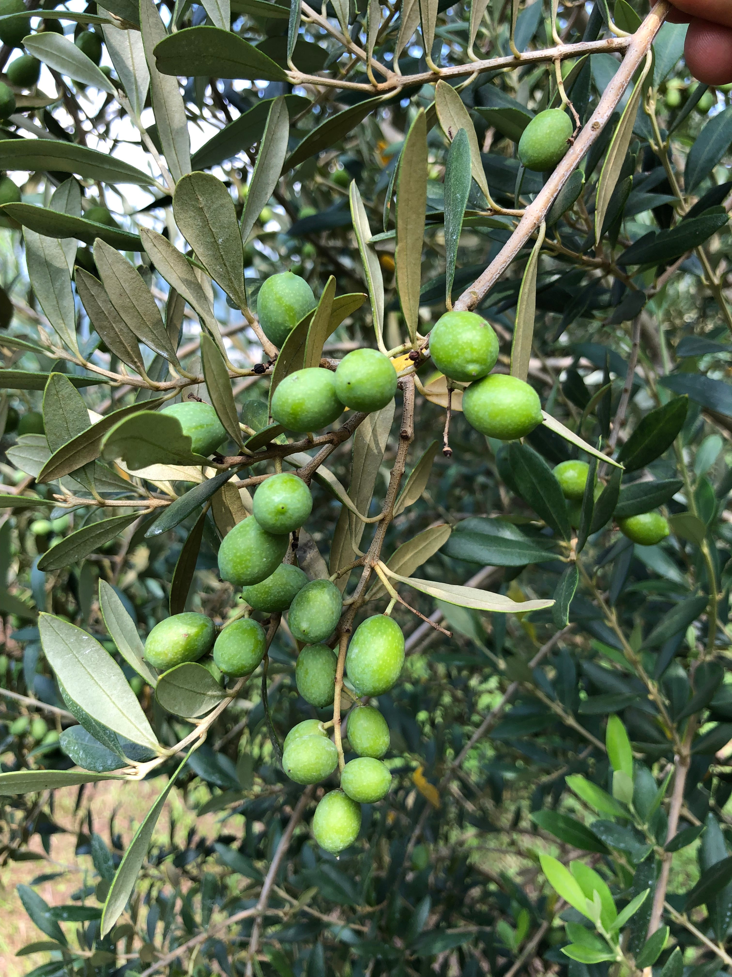 Olive Extraemo ad Arco sull’albero