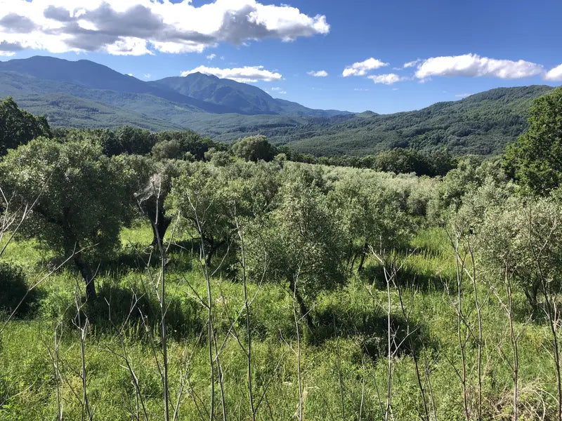 Oliveto Laura Extraemo a Stio