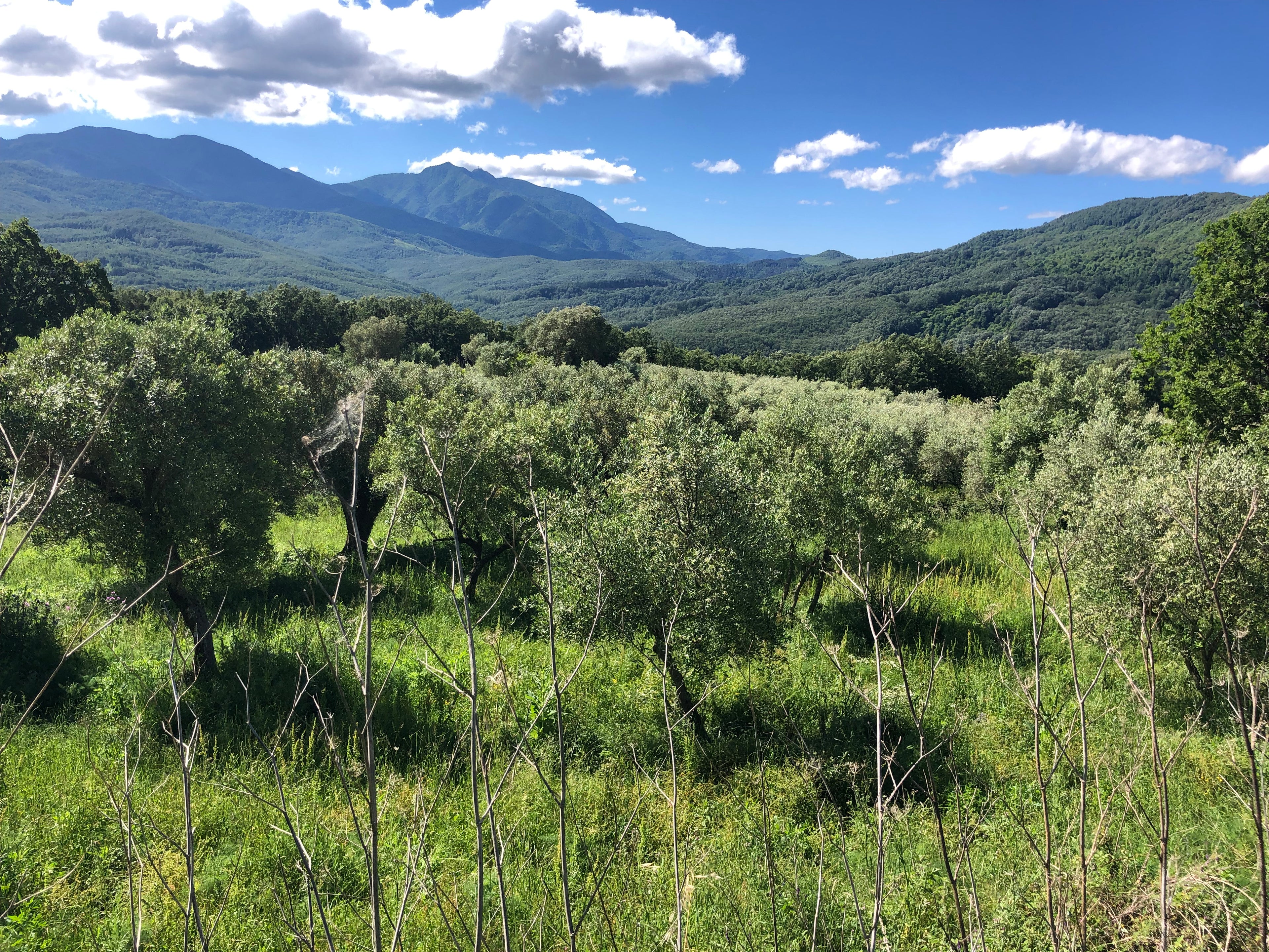 Oliveto Extraemo con montagne