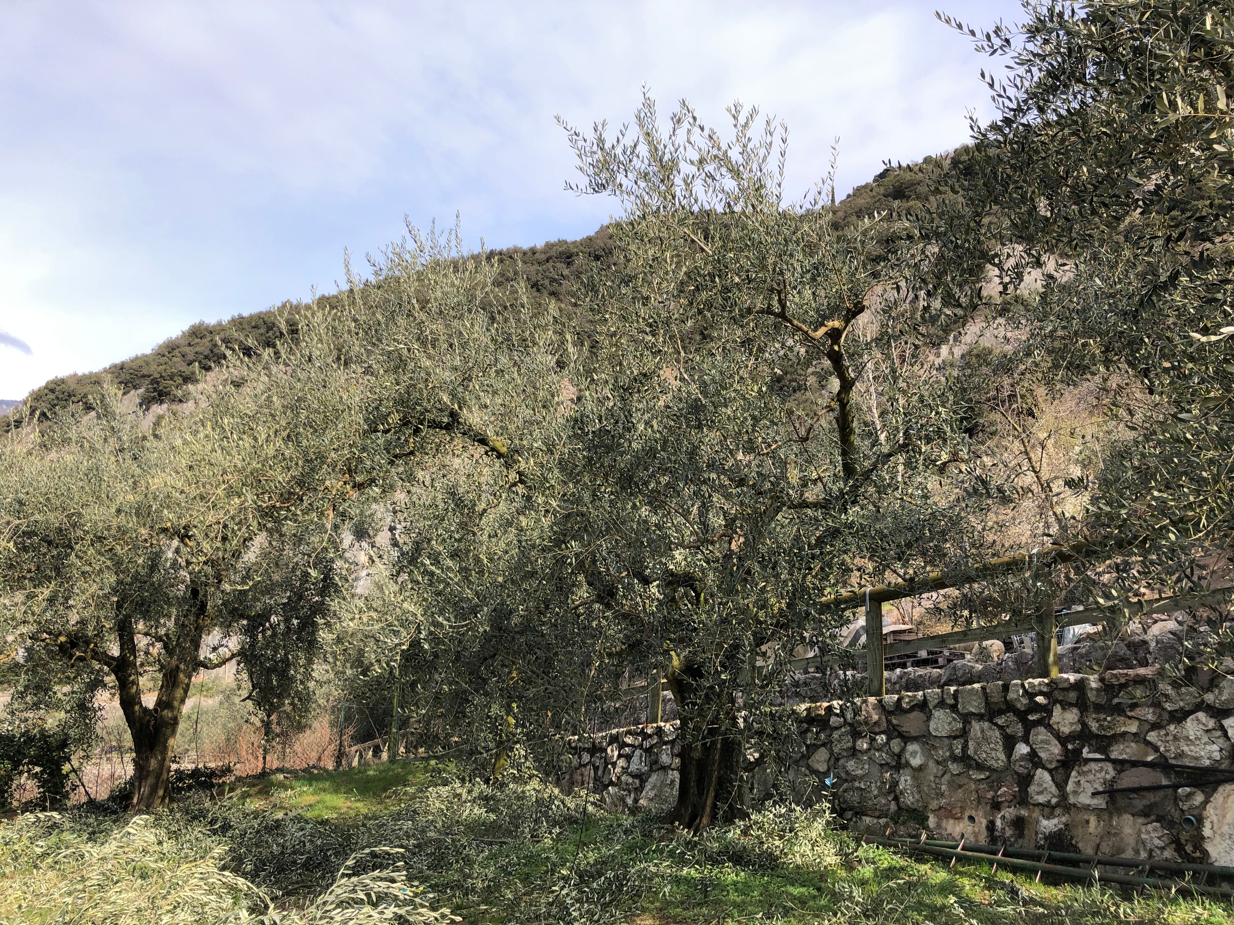 Oliveto Giuseppe Extraemo ad Arco