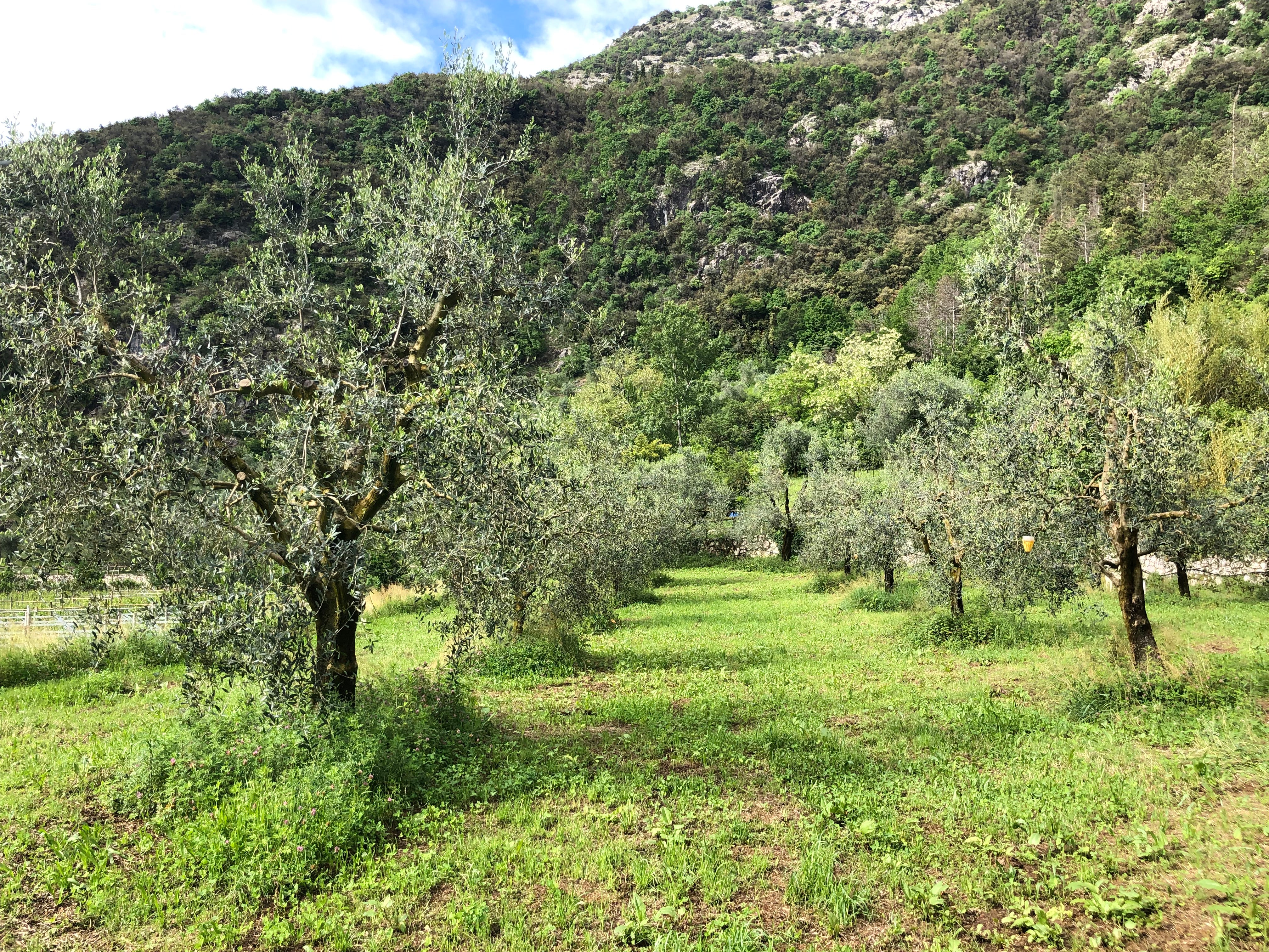 Oliveto Giuseppe Extraemo ad Arco tra gli olivi