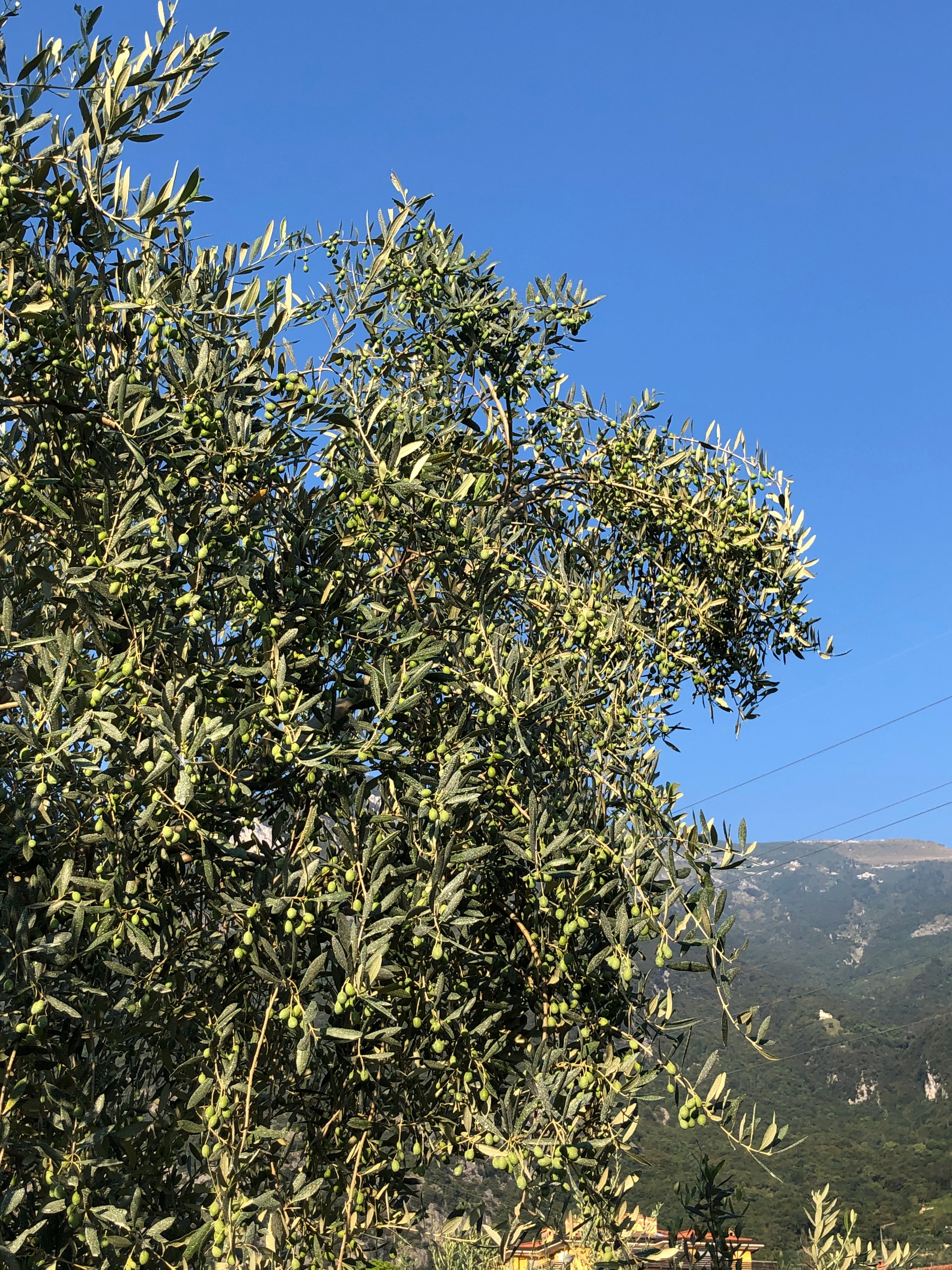 Oliveto Giuseppe Extraemo ad Arco vista panoramica