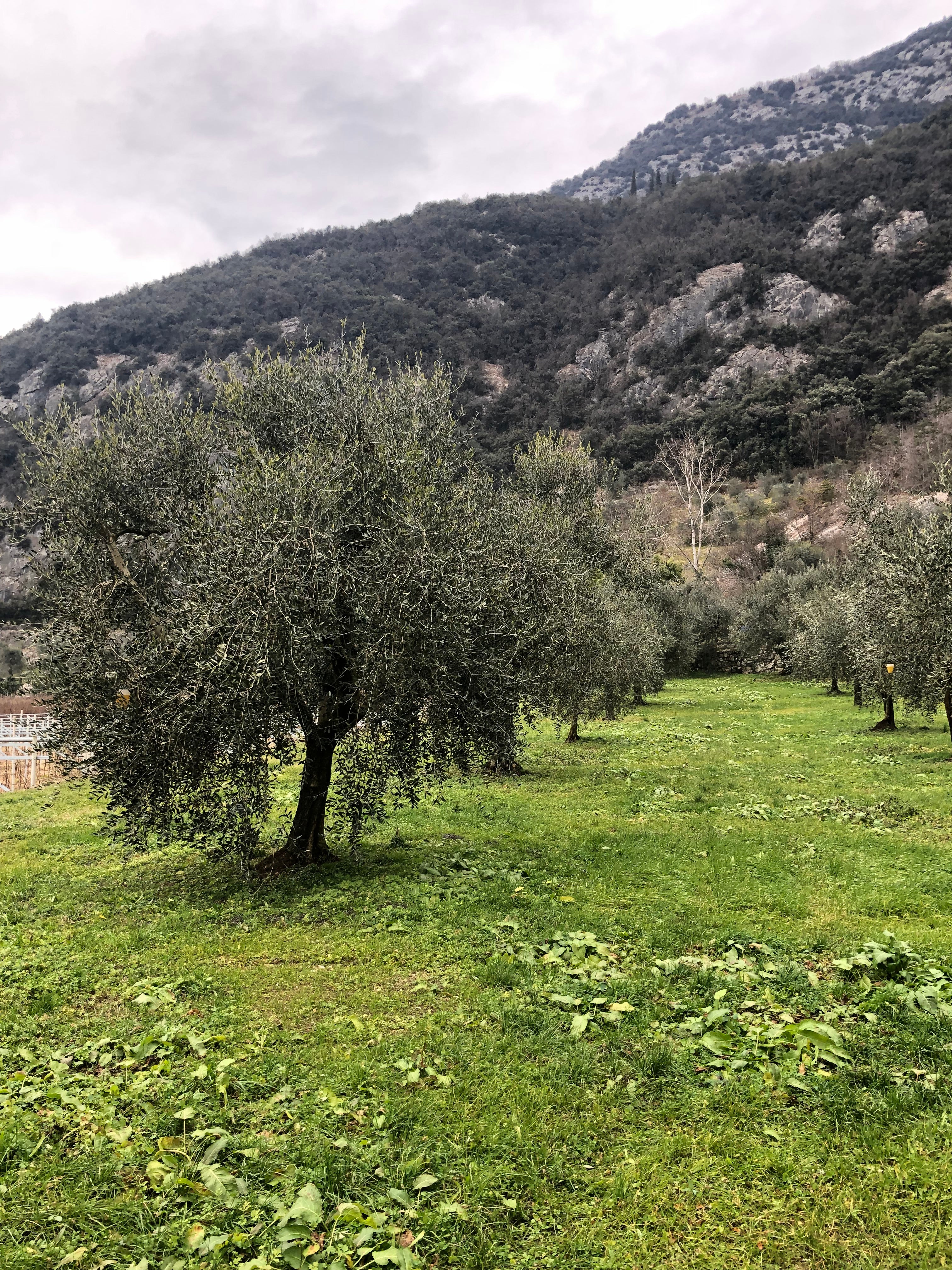 Oliveto Giuseppe Extraemo ad Arco terreno calcareo