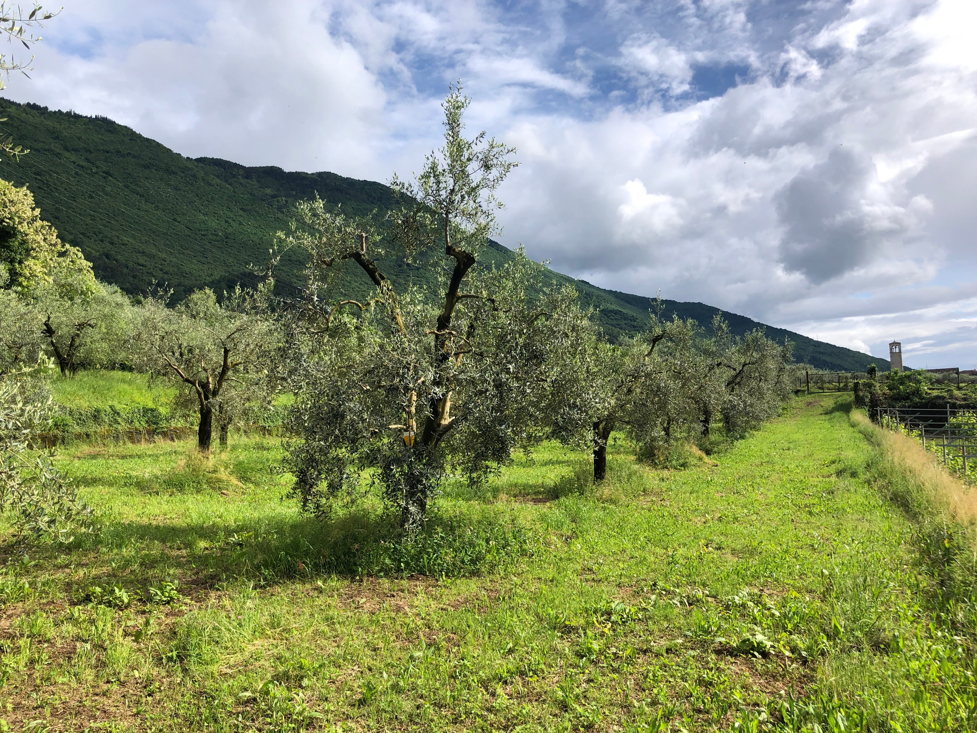 Oliveto Giuseppe Extraemo ad Arco luce tra gli ulivi