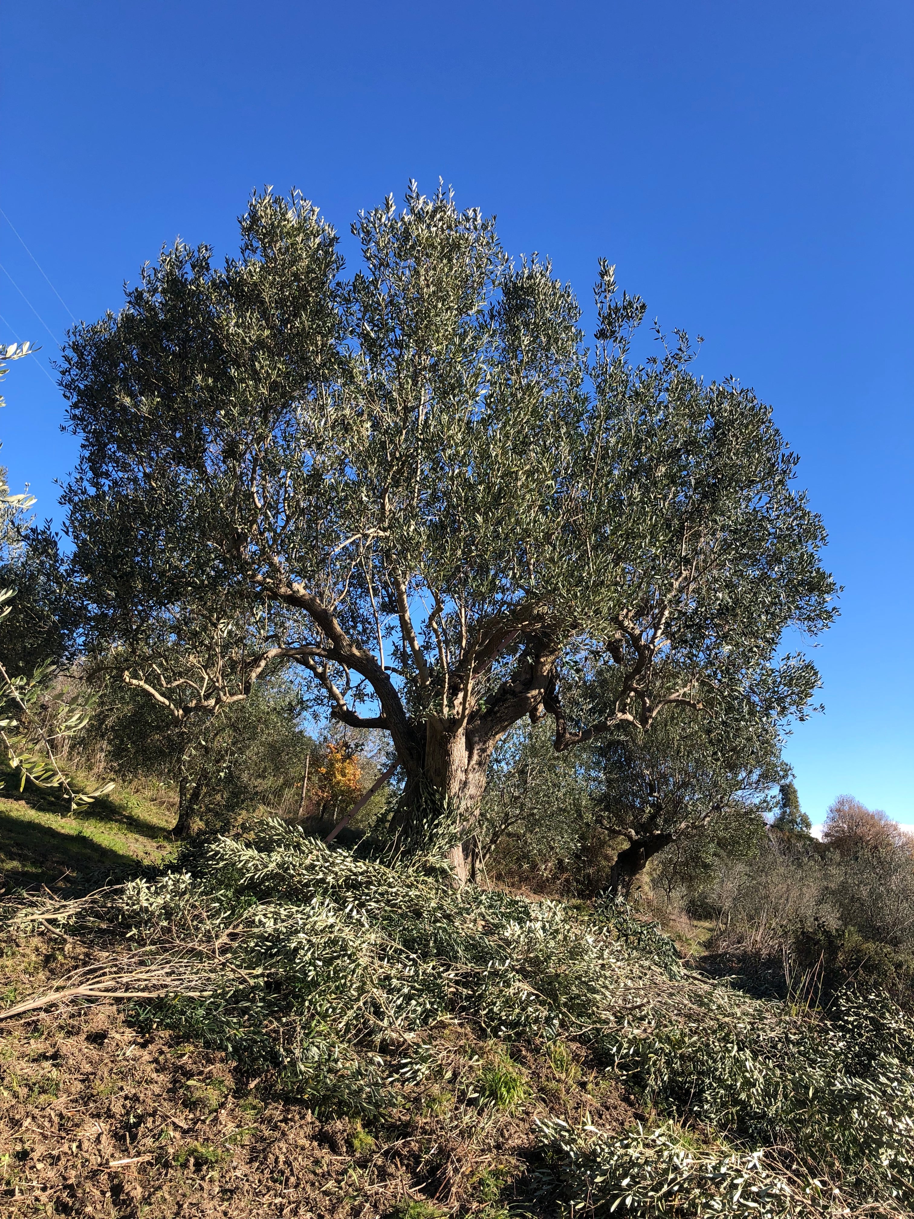 Oliveto Laura Extraemo a Stio tra gli olivi