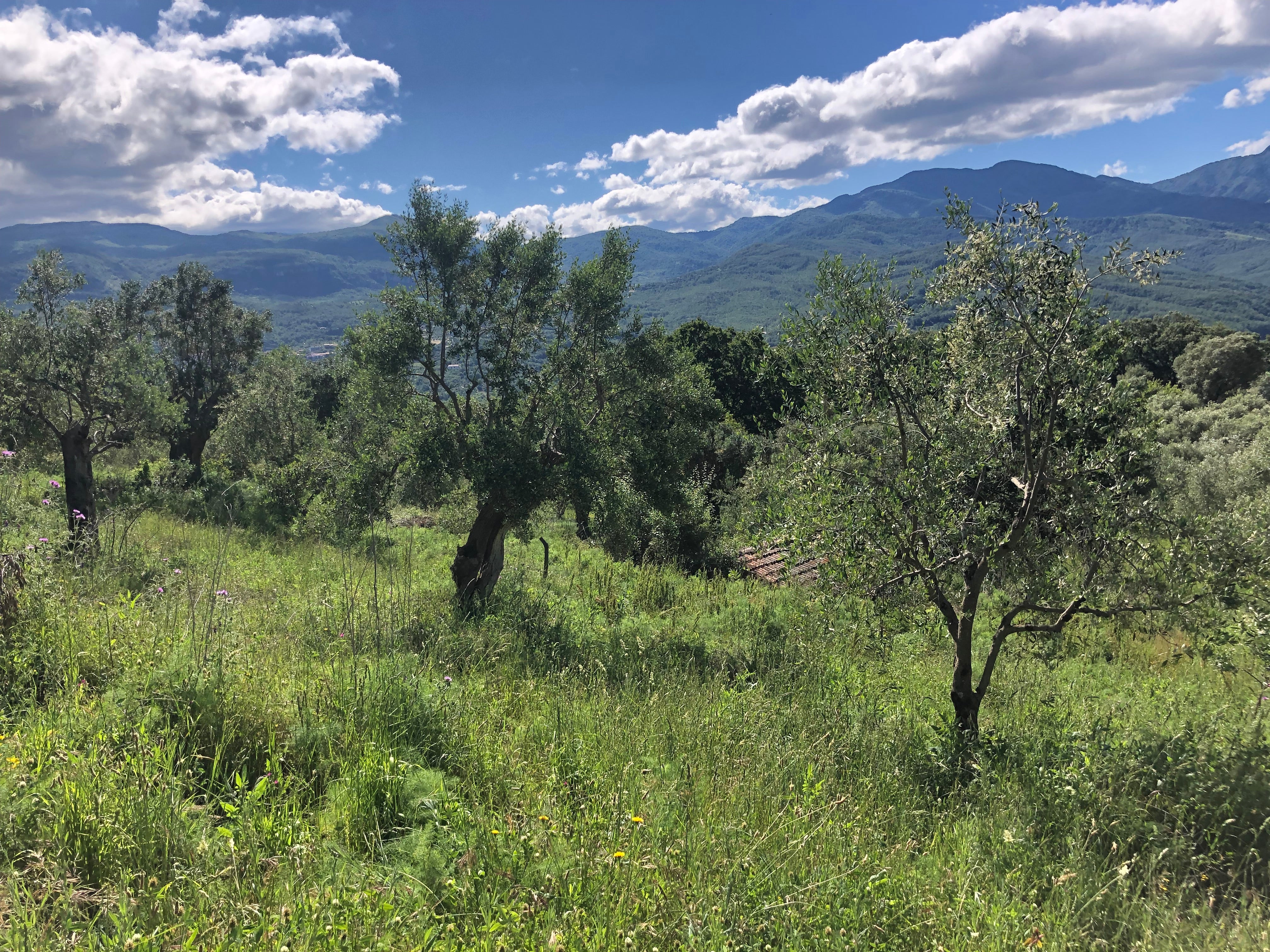 Oliveto Laura Extraemo a Stio natura