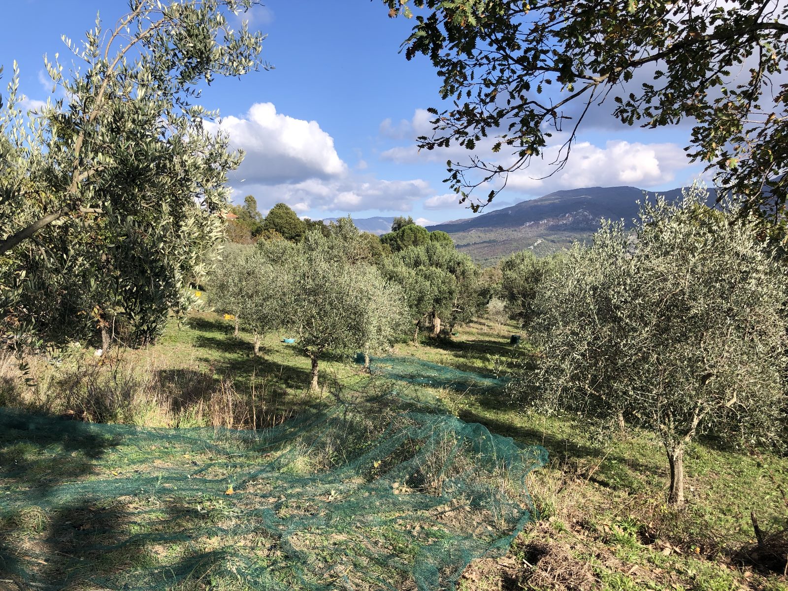 Oliveto Laura Extraemo a Stio colline