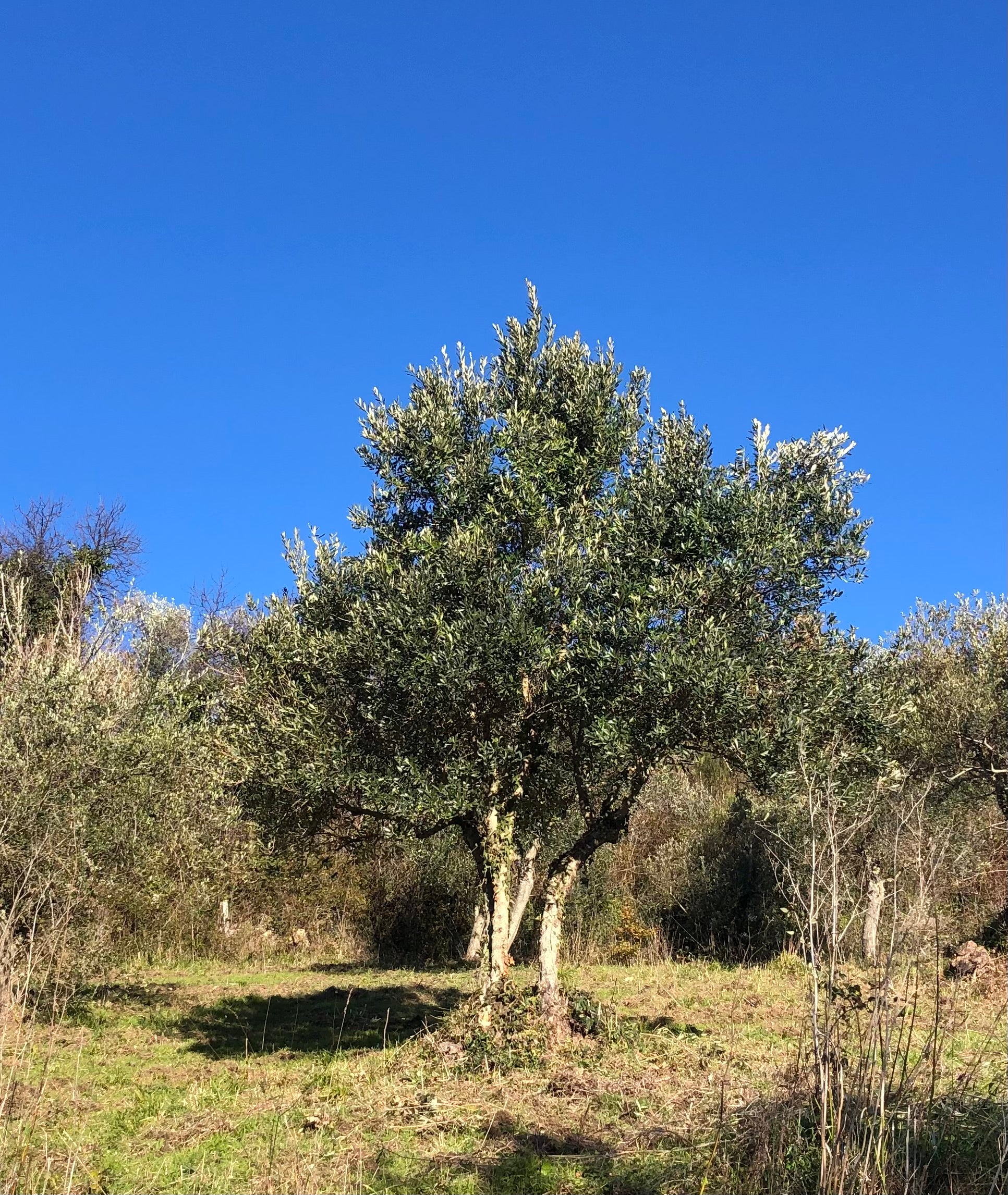 Oliveto Laura Extraemo a Stio luce tra gli ulivi