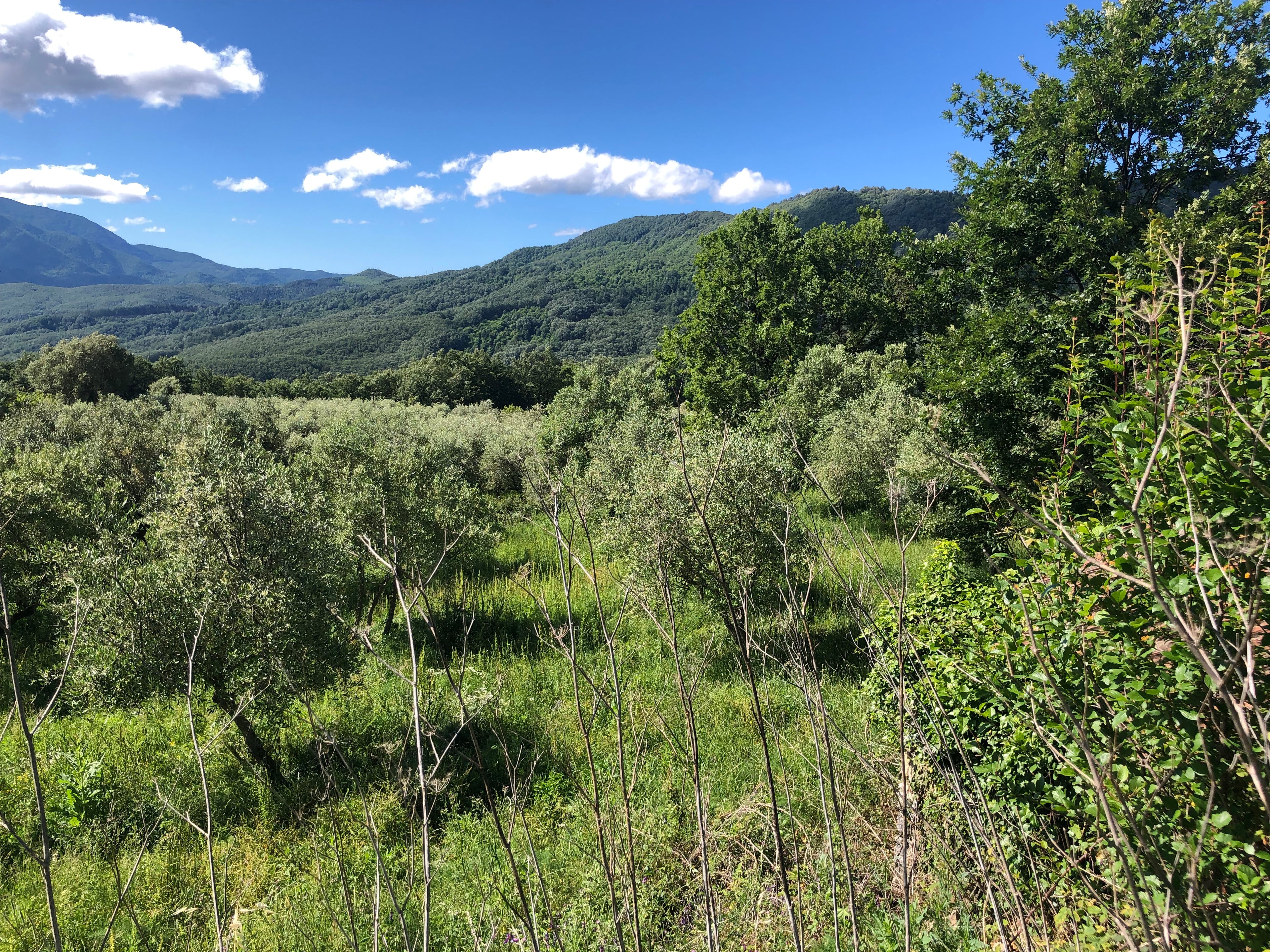 Oliveto Laura Extraemo a Stio