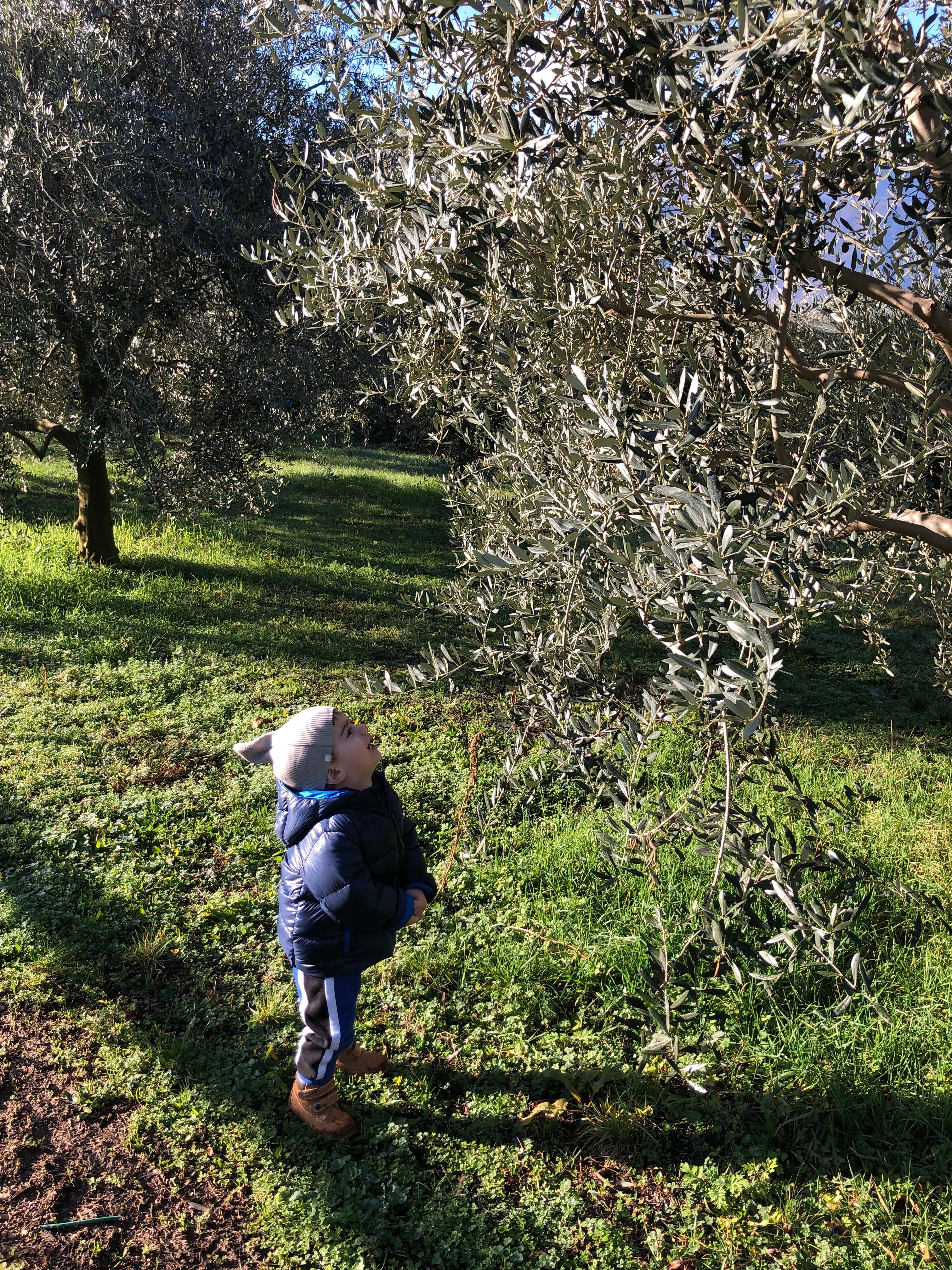 Oliveto Rolando Extraemo ad Arco