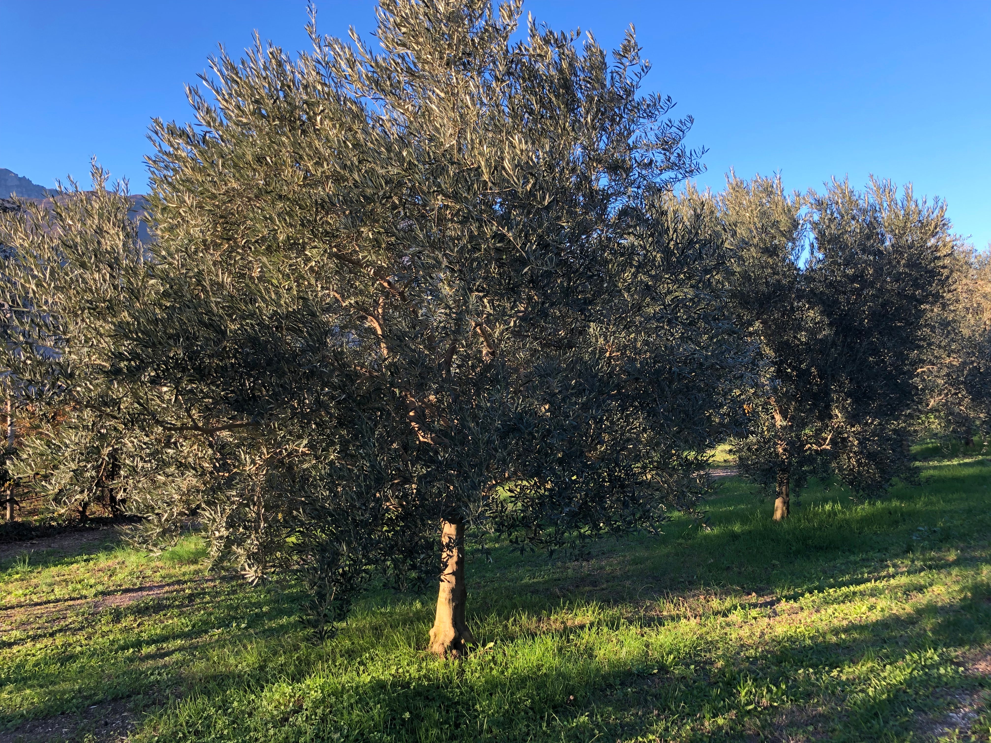 Oliveto Rolando Extraemo ad Arco tra gli olivi