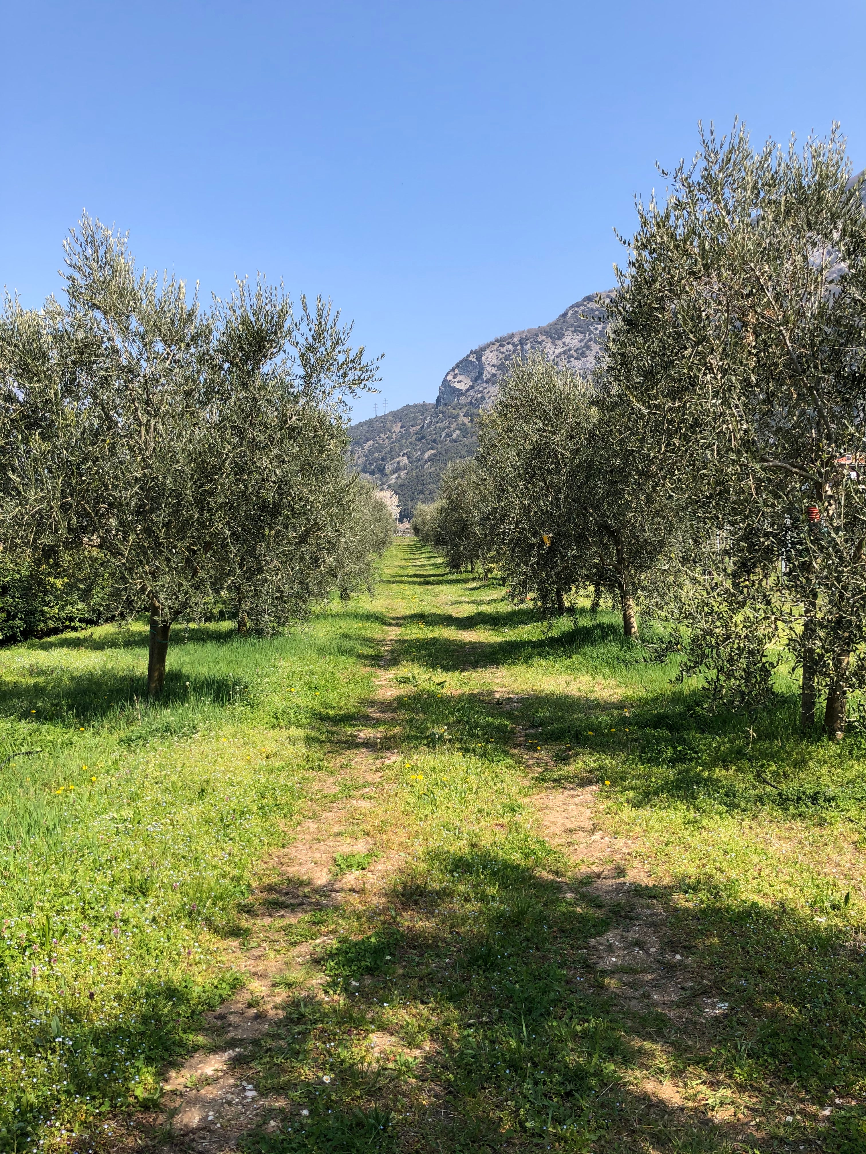 Oliveto Rolando Extraemo ad Arco vista panoramica