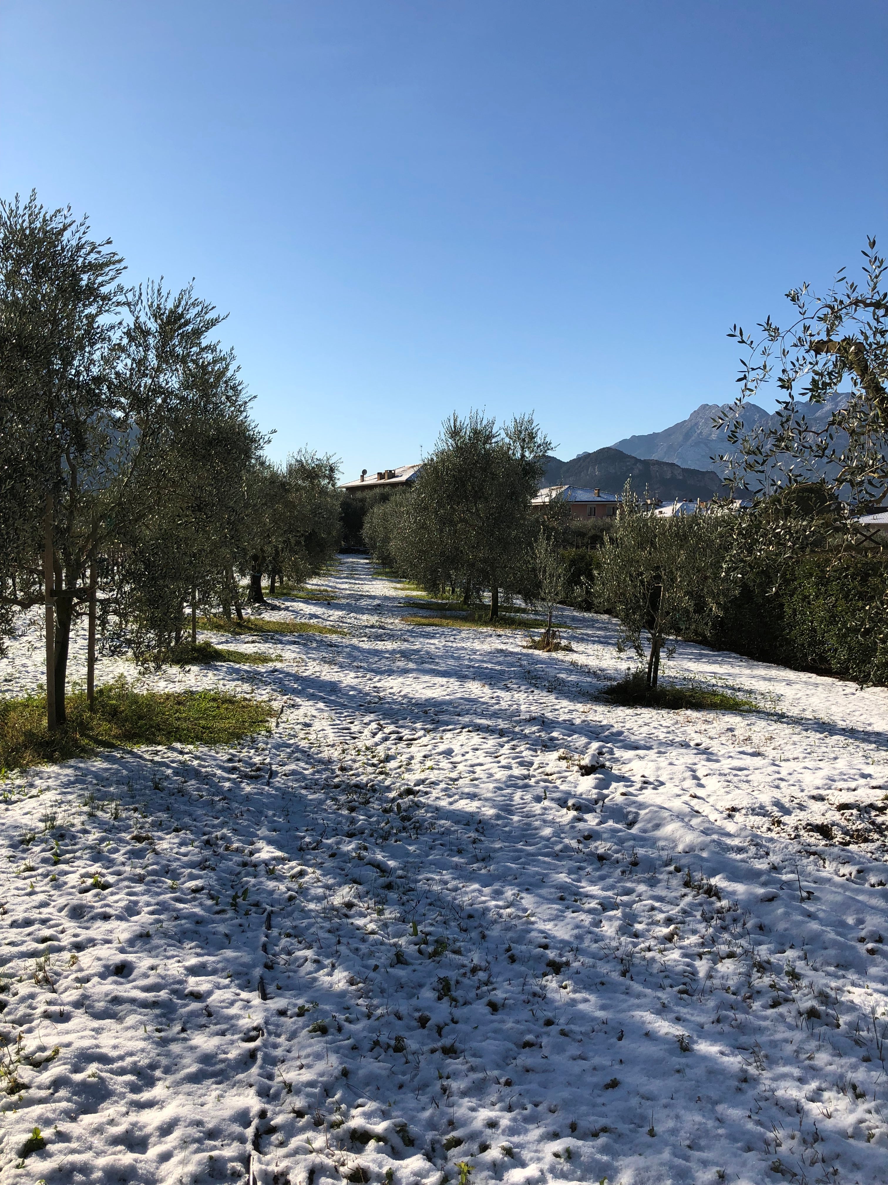 Oliveto Rolando Extraemo ad Arco piante di Casaliva