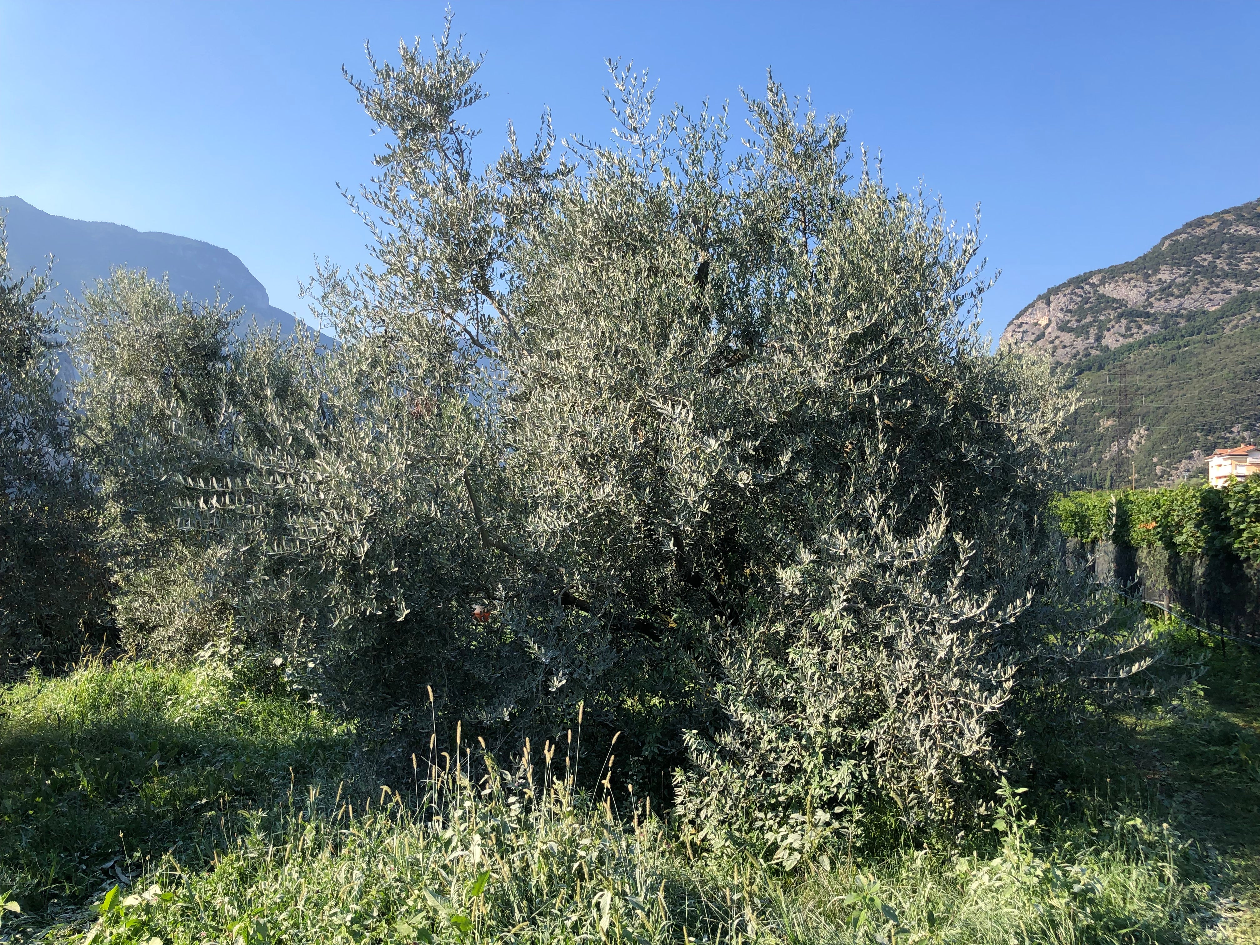 Oliveto Rolando Extraemo ad Arco terreno argilloso