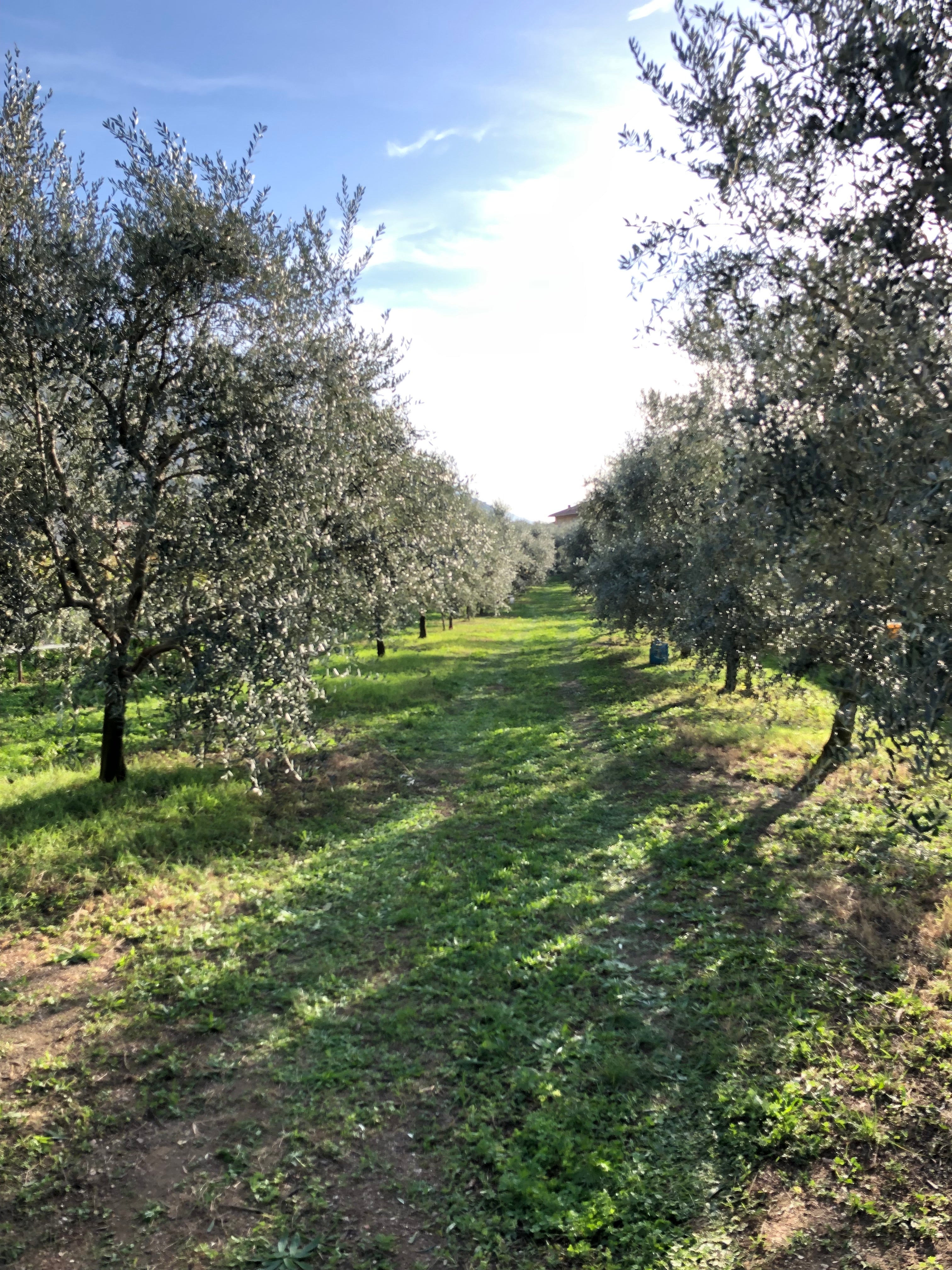 Oliveto Rolando Extraemo ad Arco