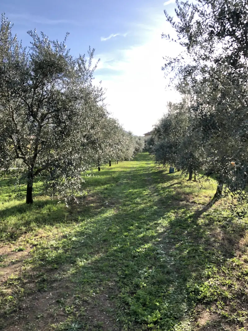 Oliveto Rolando Extraemo ad Arco