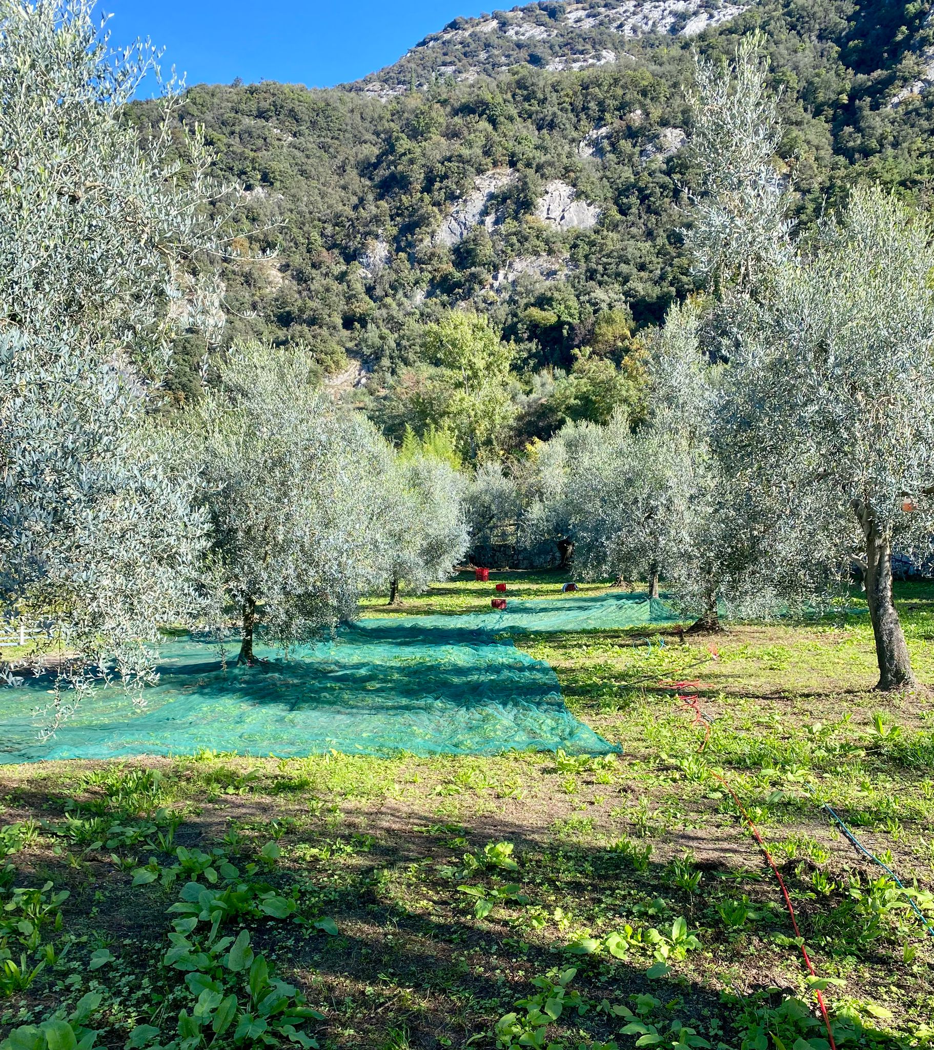 Produzione Extraemo processo